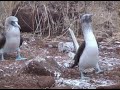 Mating Dance of the Blue Footed Boobie