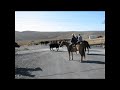 Baker City, Oregon Cattle Drive