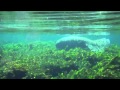 Wakulla Springs