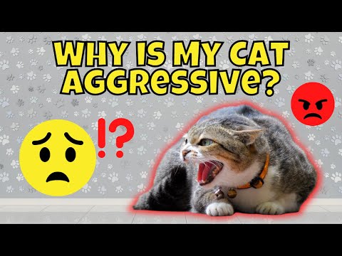 Why is My Cat Aggressive Towards Me? (How to Solve It)