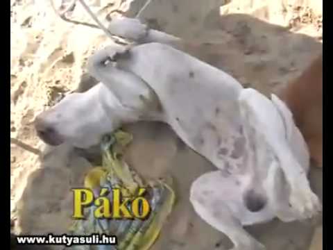 contro l'abbandono dei cani.....