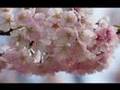 2008桜(稚葉の春節/ZABADAK)