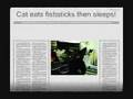 videos de Cat news