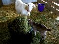 Snowy and Bandit.MOV Snowy and Bandit.MOV