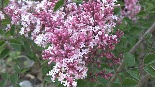 Mini Lilac Red Pixie (Syringa)