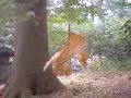Mystery in the woods Mystery in the woods