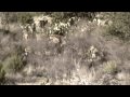 Ybarra Aoudad hunt nov 2009.avi