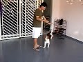 my beagle my beagle
