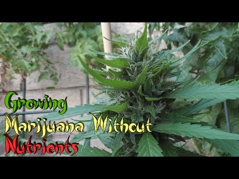 how to fertilize cannabis seeds