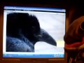 Унылая рыба о тлетворном влиянии интернета.