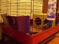 Guinea Pig Hidden Camera