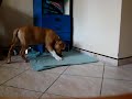 AMSTAFF Ćwiczenia.