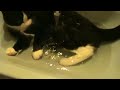 Cute Cat in Water