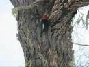 Carpintero Negro - Magellanic Woodpecker