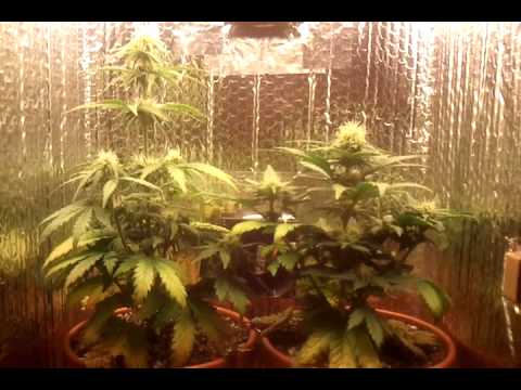 how to express a lemon