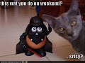 vERY fUNNY cATS 24 vERY fUNNY cATS 24
