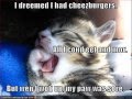 vERY fUNNY cATS 24