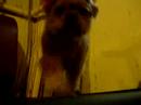 Dog 2 on Treadmill