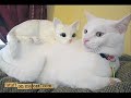 Cats Cats