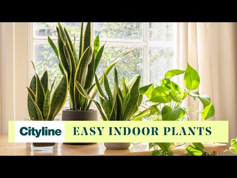 how to care indoor plants