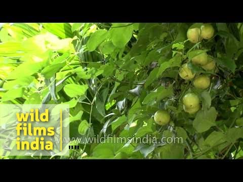 how to tell if purple passion fruit is ripe