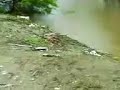 rio los perros rio los perros