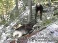 Moose/Elk Just fell down mountainside in Norway