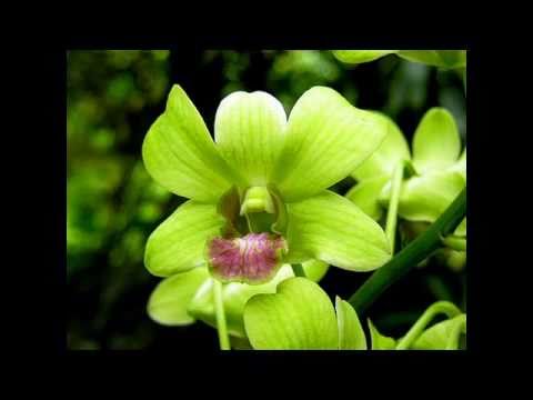 Văn Cô Bé Sa Pa – Xuân Hinh