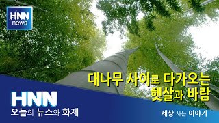 대나무 사이로 다가오는 햇살과 바람