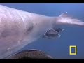 Crittercam POV: Seal Mom&Pup