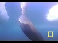 Watch as a bearded seal pup wearing a National Geographic Crittercam interacts with her mother in waters near Norway. Listen carefully as you can hear the pup communicating. POV video is from the 