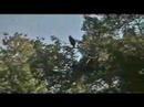 Midwest Wild 005