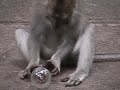 Monkey and a lightbulb Monkey and a lightbulb