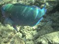 Daisy Parrotfish? - Poipu Beach Park, Kauai, Hawaii Snorke Daisy Parrotfish? - Poipu Beach Park, Kauai, Hawaii Snorke