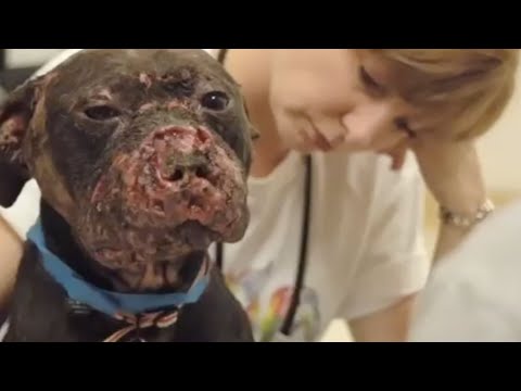 Face - His name was Stallone. Rescued during a dogfighting raid, this pitbull terrier won the love of everyone around him. The heartbreaking story of this victim sh...