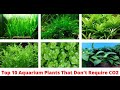 Aquarium Plants That Don't Require Co2