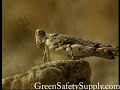 Cabeza Prieta Arizona U.S. Wildlife Refuge 2006 part 2 of 3