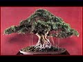 Bonsai Tree pictures