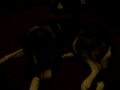 Blade biting his tail!!!