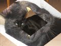 Black Cat Blues