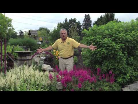 how to transplant astilbe