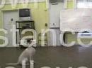 Petco#2711 -  Star
