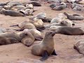 Cape Cross Sea Colony Namibia Cape Cross Sea Colony Namibia