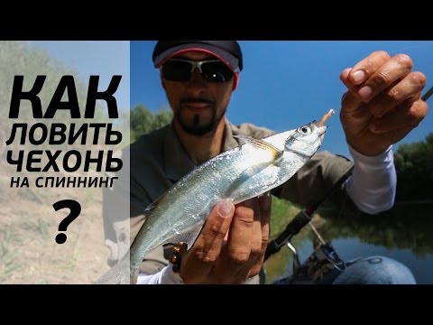 снасть для чехони весной снасть для чехони весной