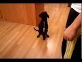 Zeke's Trick, Show your Wiener