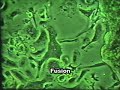 The Life of Osteoclast The Life of Osteoclast