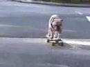 Skateboarding Dog