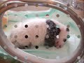 oso panda oso panda