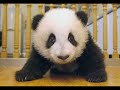 oso panda