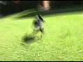 Freebord movie + random footage of dog...Freebord